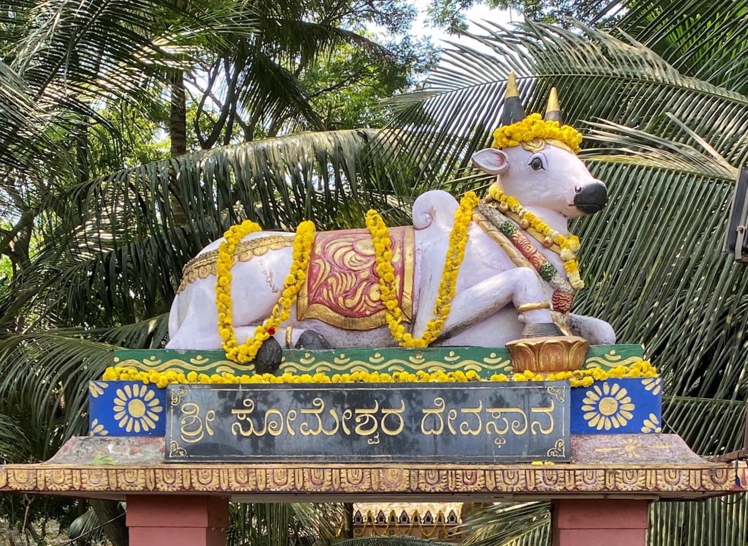 Vaca Raksha De ce sunt vacile considerate sacre în India ? » Călătorind de una singură